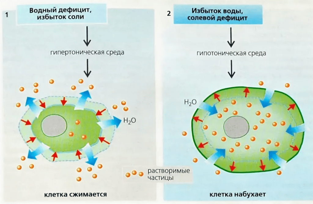 Функции минеральных солей в клетке